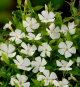 Vinca minor  'Alba'