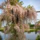 Wisteria flor. Rosea