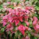 Nandina dom. 'Fire Power'