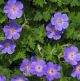 Geranium 'Rozanne'