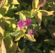 Spiraea japonica Goldflame