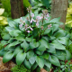 Hosta Lakeside Little Tuft