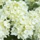Hydrangea paniculata 'Limelight'