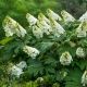 Hydrangea quercifolia – hrastolisna hortenzija sa belim metličastim cvetovima