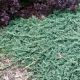 Juniperus hor. 'Icee Blue'