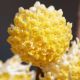 edgeworthia winter liebe
