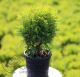 Thuja occ. Mirjam