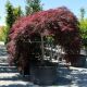 Acer palmatum dissectum Inaba-Shidare