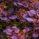 Cotinus coggyria Royal purple