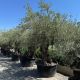 Olea europea Bonsai