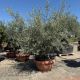 Olea europea Bonsai