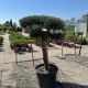 Olea europea Pom Pon