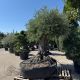 Olea europea Lechin