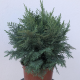 Chamaecyparis law. Mini Globosa