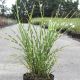 Miscanthus sin. Strictus Dwarf