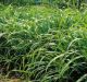 Miscanthus 'Eco2Grass'