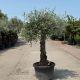 Olea europea