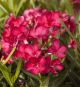 nerium oleander 