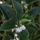 Osmanthus aquifolium