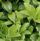 Pachysandra 