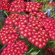 Achillea millefolium Paprika