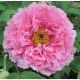 Paeonia Suffruticosa Rou Fu Rong