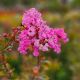 Lagerstroemia indica Petite Pink