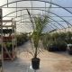 Phoenix Canariensis
