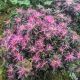 Rhododendron Azalea Star Style Pink