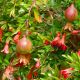 Punica granatum (Nana) - Ukrasni Nar