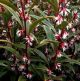 Sarcococca hookeriana Purple Stem