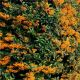 Pyracantha coccinea ‘Orange Glow’ – vatreni trn sa narandžastim plodovima