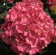 Hydrangea macrophylla Red Angel