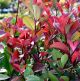 photinia red robin