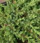 Juniperus Repanda