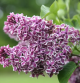 Syringa vulgaris Sensation - Jorgovan