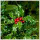 Ilex aquifolium