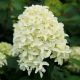 Hydrangea paniculata Skyfall