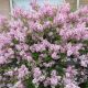 syringa superba