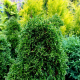 Thuja occ. Maks