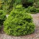 Cryptomeria japonica Dinger