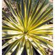 Yucca gloriosa Citrus Twist