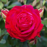 Aleks Red (Alec’s Red®)