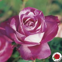 Blu River (Blue River®)