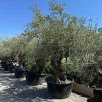 Olea europea Bonsai