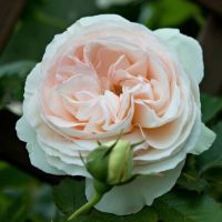 Palas Rojal (Palais Royal)