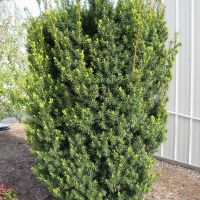 Taxus x media Hicksii