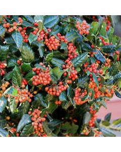 Ilex mutchagara Nellie R. Stevens