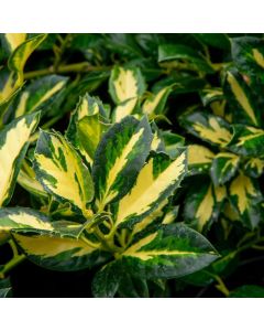 Ilex aquifolium Gold Flash