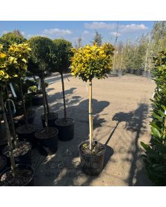 Euonymus elegantisimus Aureus